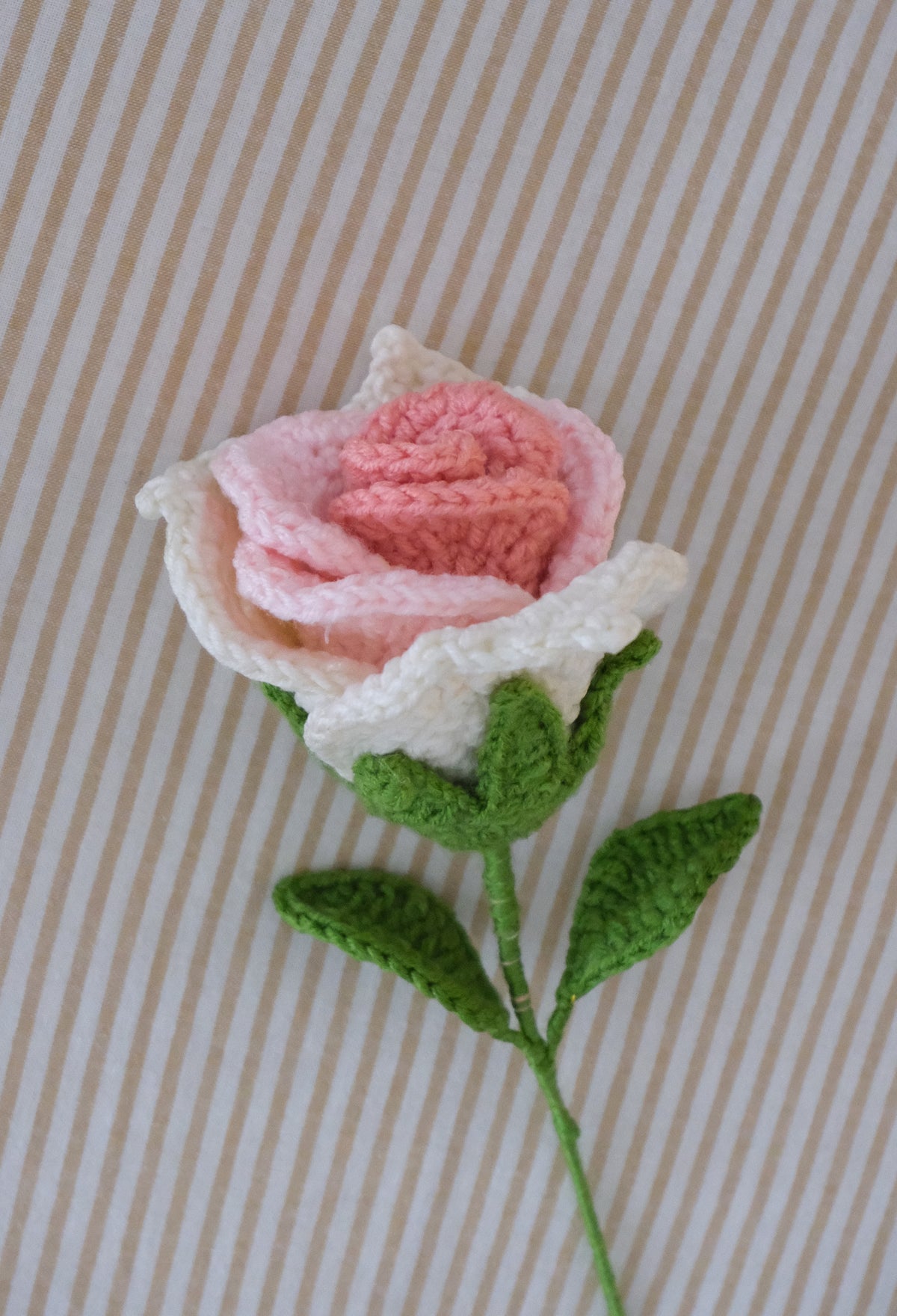 blush swirl rose