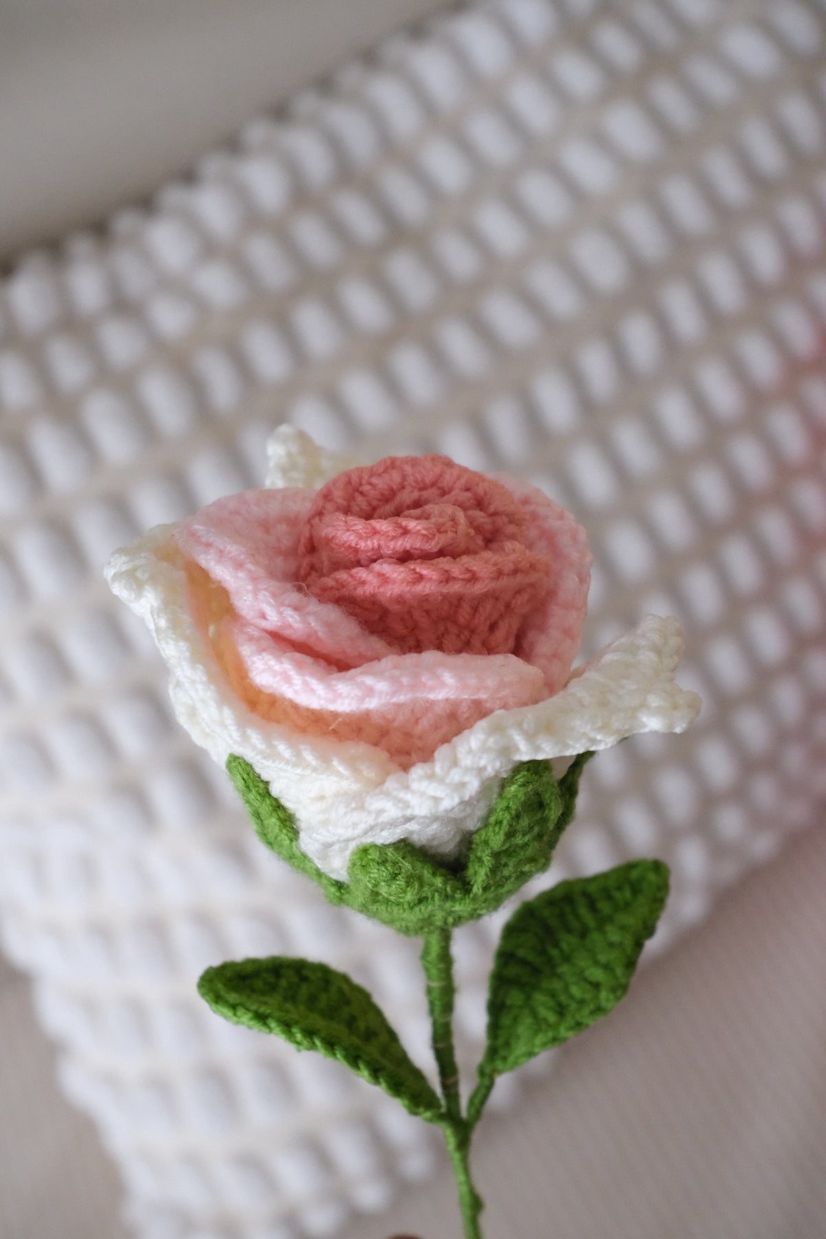 blush swirl rose