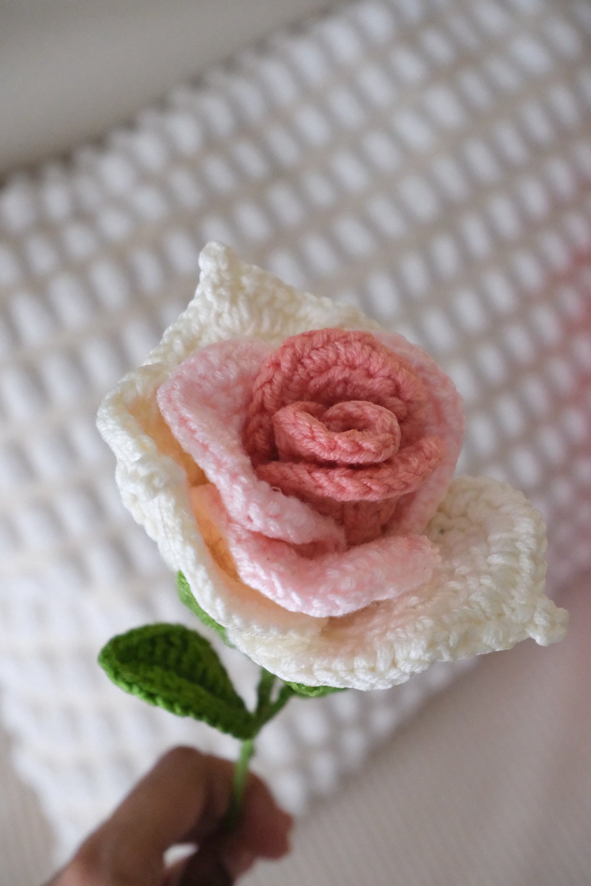 blush swirl rose
