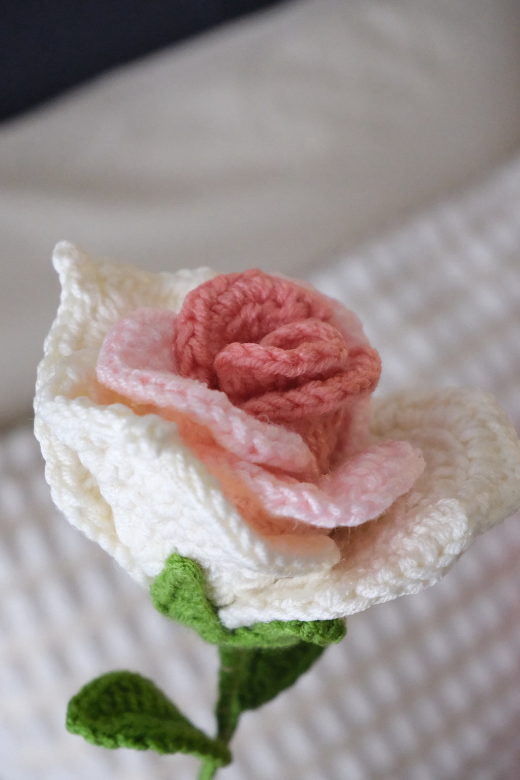 blush swirl rose